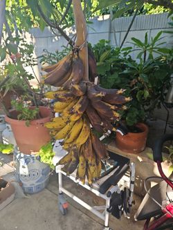 Fresh Local Cavendish Bananas—$1.50 for 3