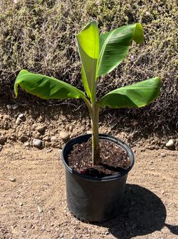 $15 - 2 Foot Tall Banana Tree