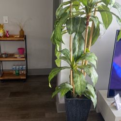 Artificial House plant