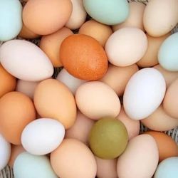 Eggs Eggs And More Eggs
