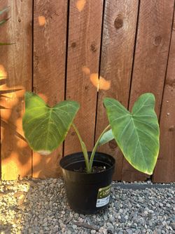 Elephant Ear Plant
