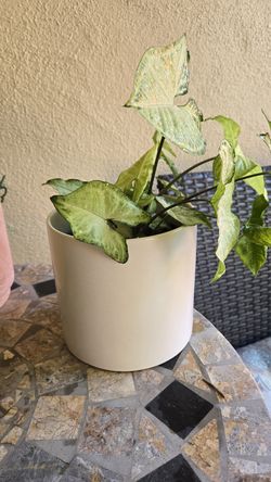 Syngonium Plant with Pot Household Plants
