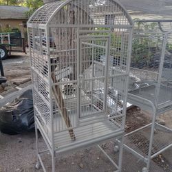 For Sale  Parrot 🦜