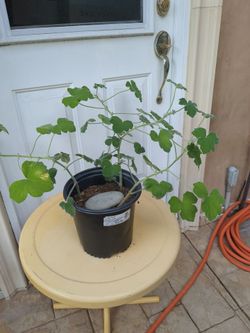 Geranium plant