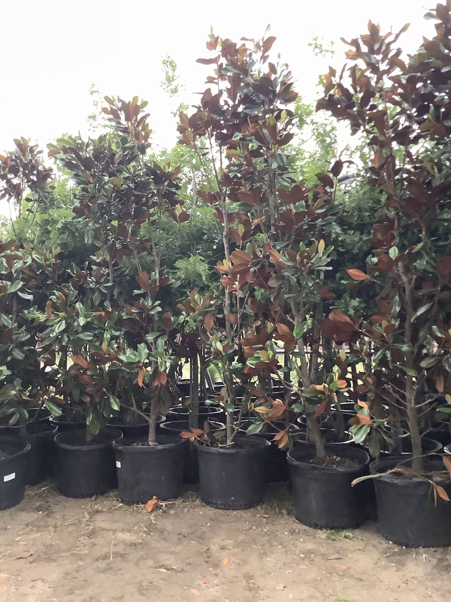 D D Blanchard Magnolia Trees 30gallon