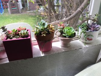 Succulents!💗