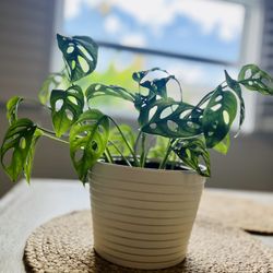 Monstera Adansonii Swiss Cheese Plant In White Ceramic Pot 