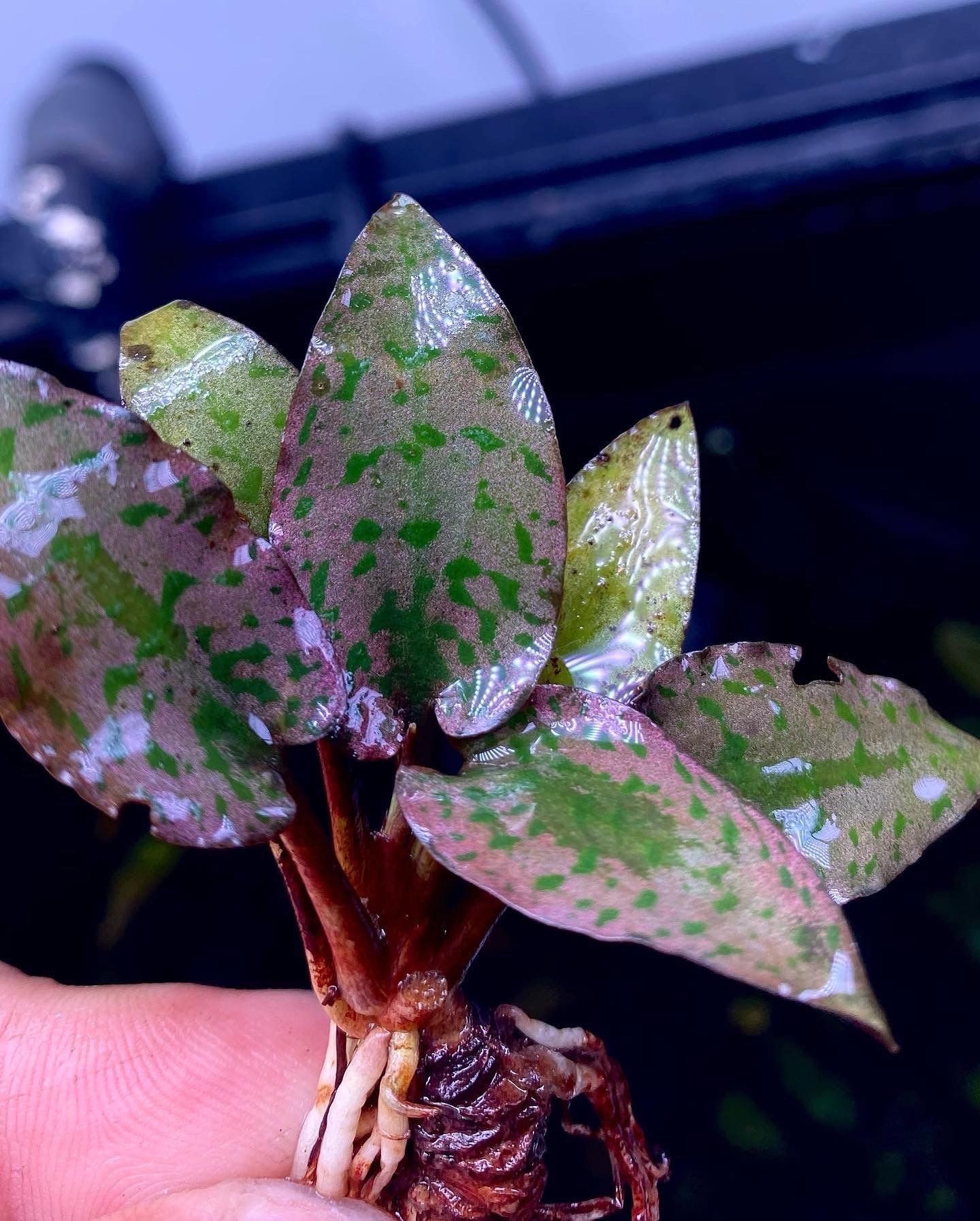 Rare Aquarium Plants