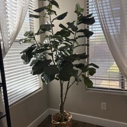 Beautiful 8 Ft Faux Fiddle Leaf Fig