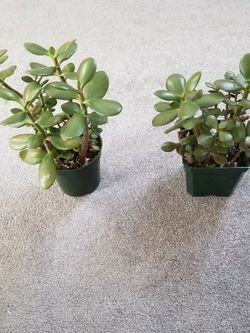 Jade Tree Plants