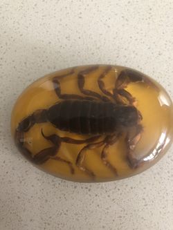Scorpion Belt Buckle