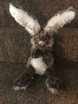 Bunny