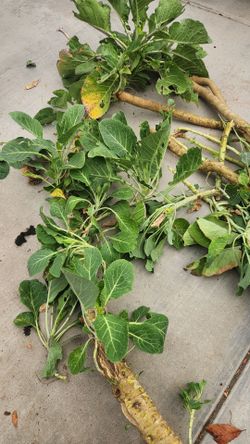 Collard Green Plants for Sale