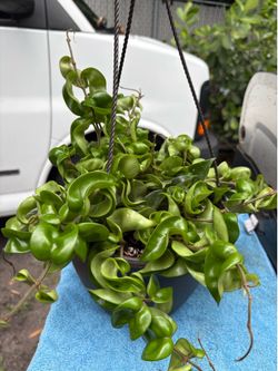 Hoya Indu Rop compacta