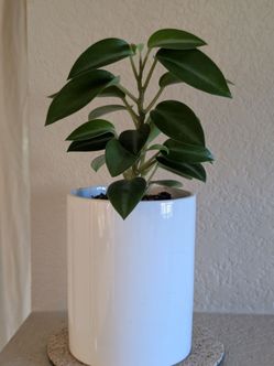 Healthy Beautiful Indoor Plant ( peperomia)