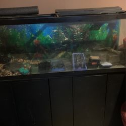 Fish Aquarium