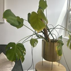Large Monstera In Gold plant Stand