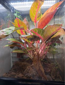 Gecko enclosure
