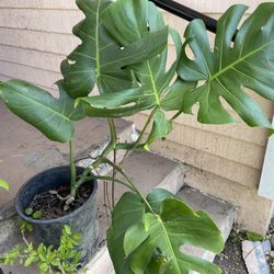 Big Monstera Delisiosa Plant 
