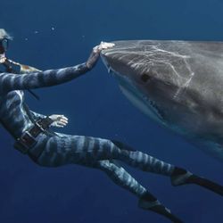 5mm Freediving Wetsuit - Womens Size 6 - Xcel Ocean Ramsey Tiger Shark