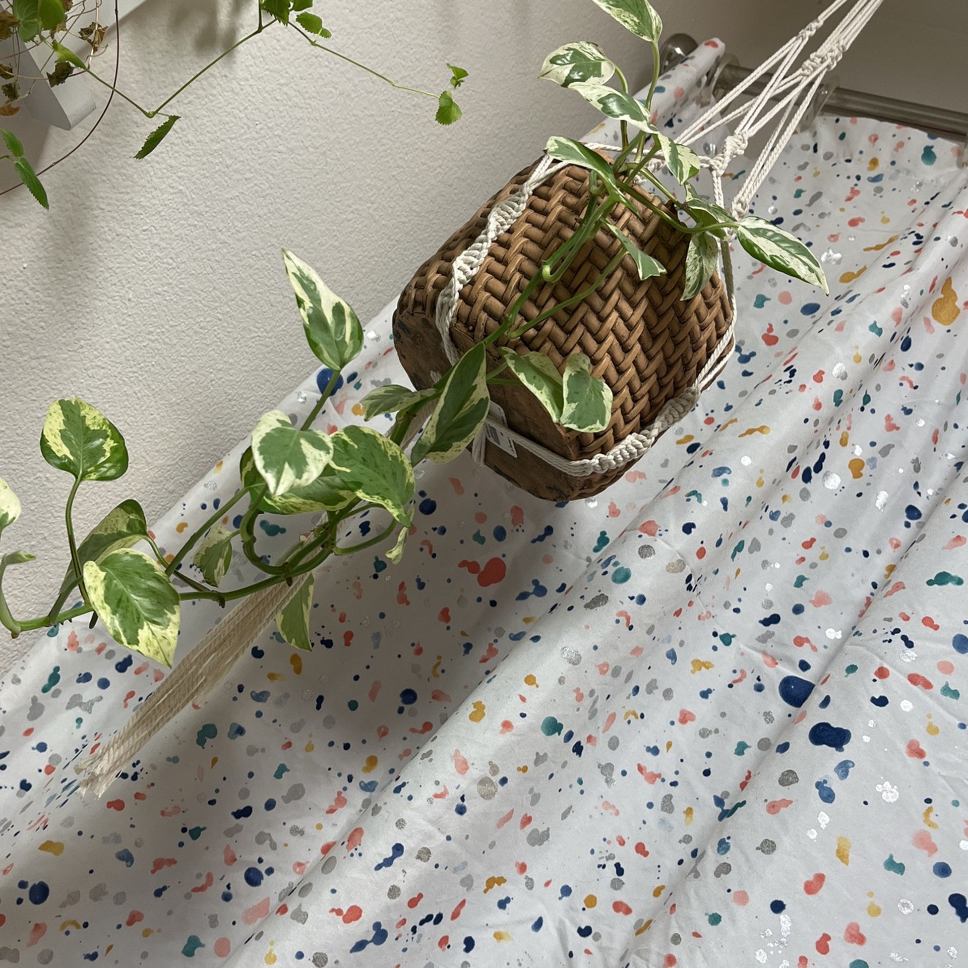 Plant for sale - Pothos hybrid with ceramic pot