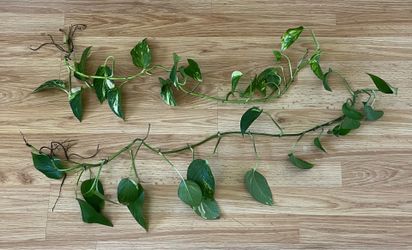 Pothos vines with roots x2