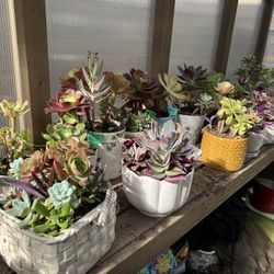 Morher’s Day Succulents 