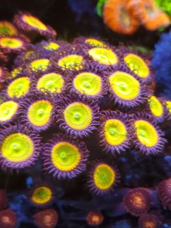 sunny ds zoa coral