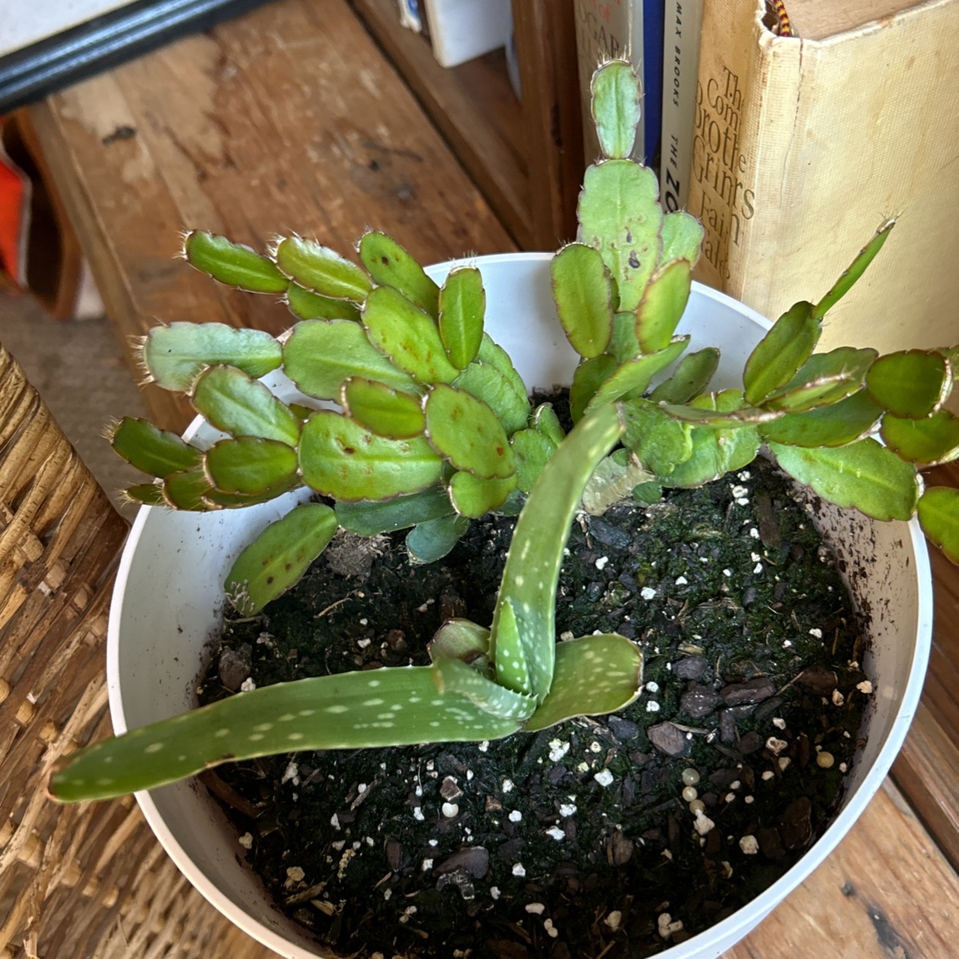 Succulents