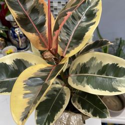 Rubber Tree Teneke Ficus 3