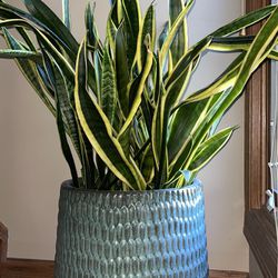 Extra Large Plant