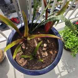 bromeliad plant and blue ceramic pot