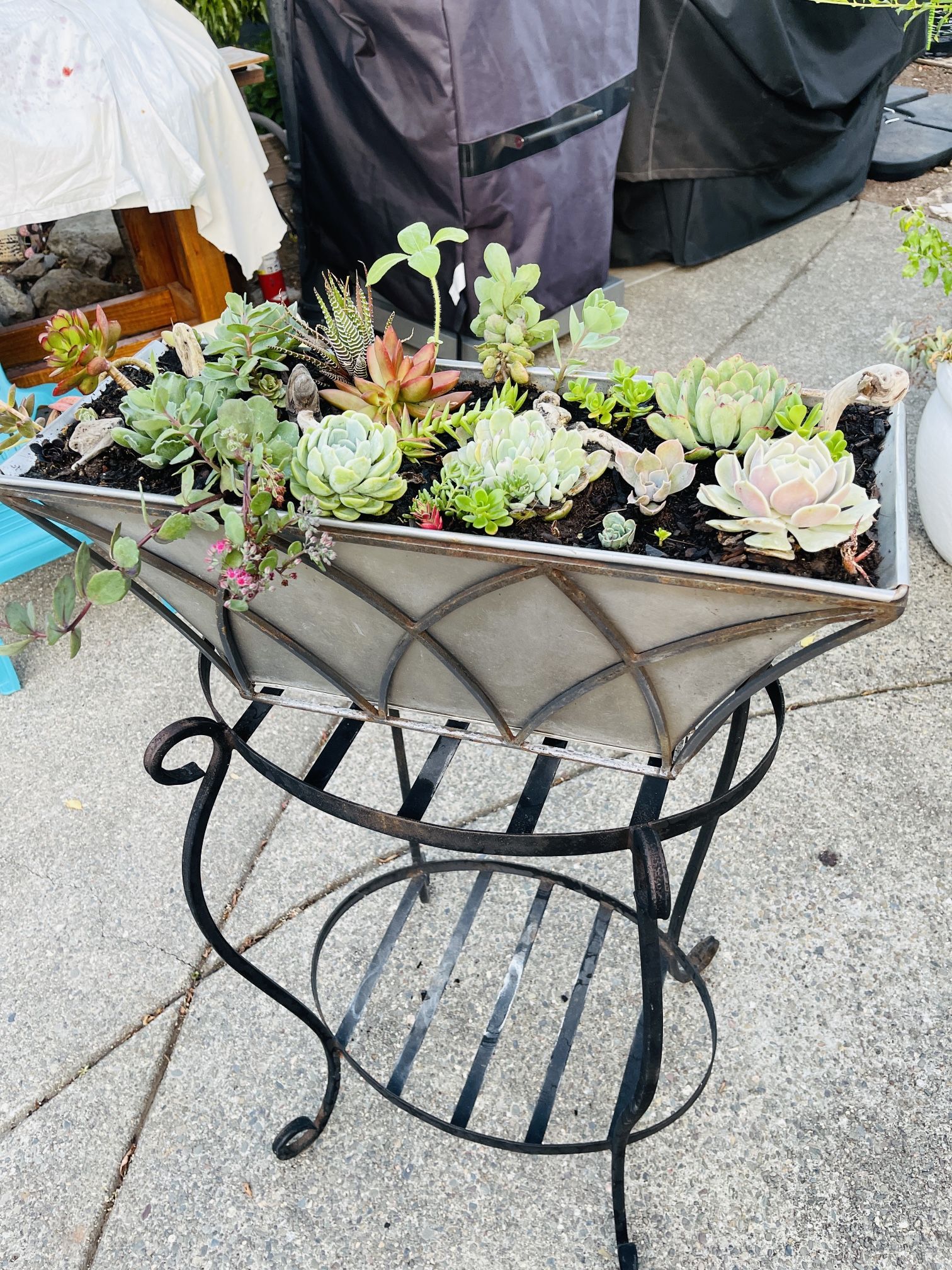 Mixed Succulent Centerpieces With Hawaiian Beachwood Accents