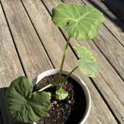 Elephant Ear Plant Colocasia