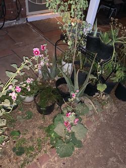 Pink Hollyhocks Flowers Floral Plants Alcatraz Moss Rose Aloe Vera Snake Basil
