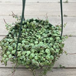 String of Turtles Peperomia, live plant in 6” nursery pot. ✔️ profile for more🪴 