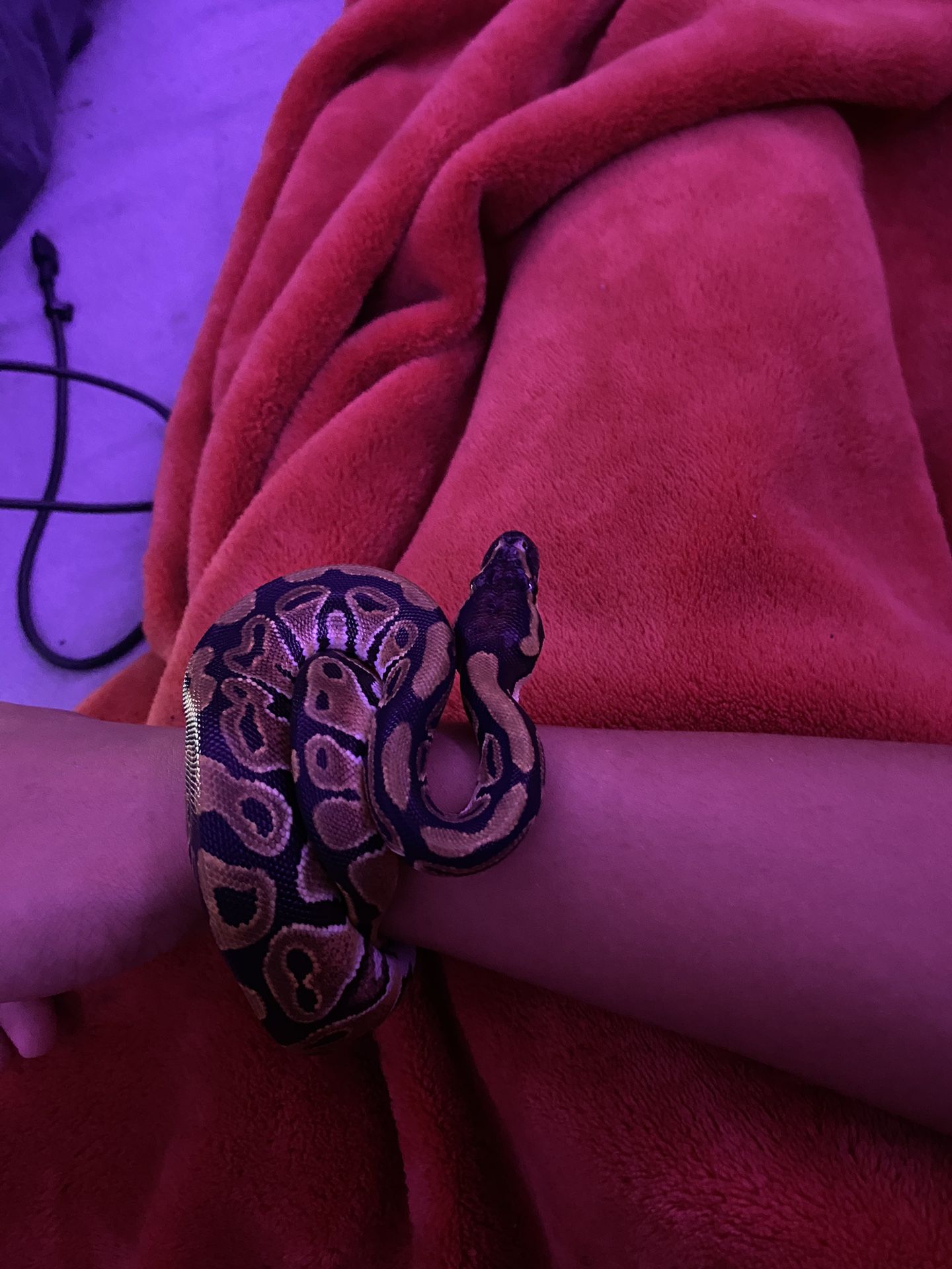 Ball Python