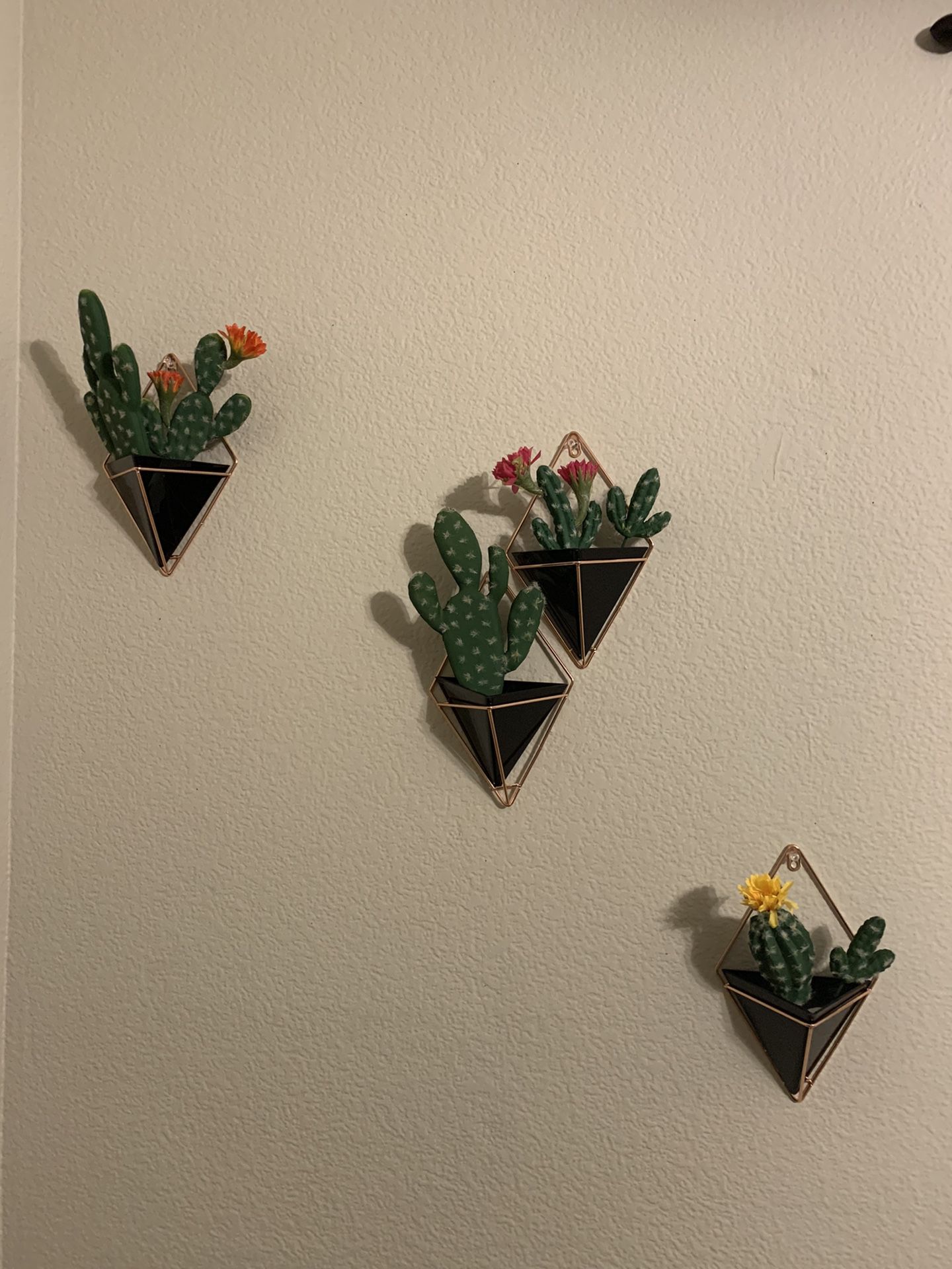 4 hanging pots with cactus 🌵