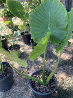 Orejas De Elefante Or Hoja Elegante