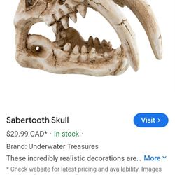 Sabertooth Skull