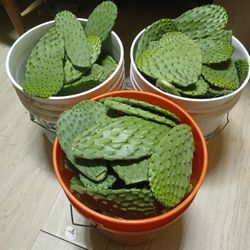 N0palitos