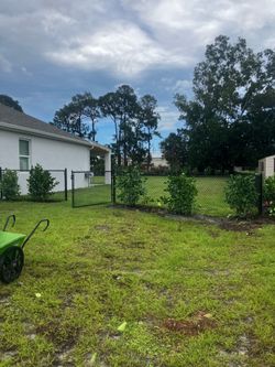 Clusias perfect for privacy make your own fence all sizes available