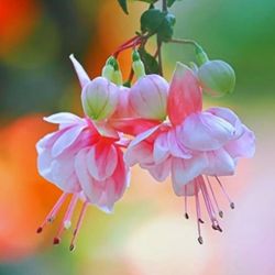 Beautiful Pink Fuchsia Plants in Big Basket