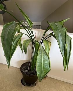 Plant with pot
