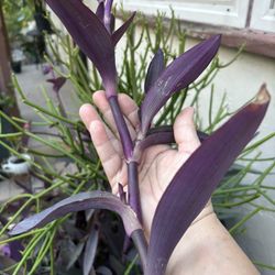 Succulent Sale