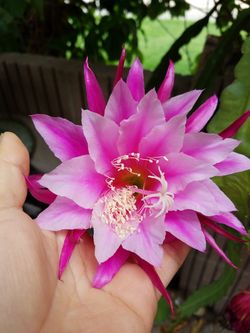 Orchid cactus