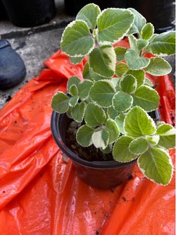 Planta del oro y Galatea