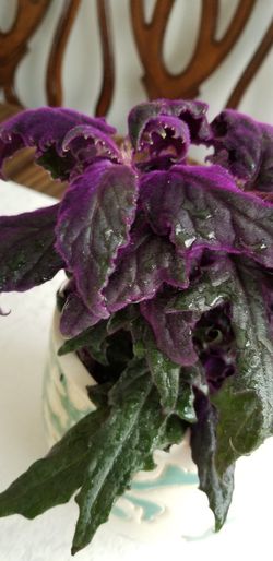 Gynura Purple Passion - Velvet-Leaf - Purple Plant