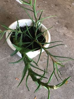 True aloe - Mediterranean Aloe