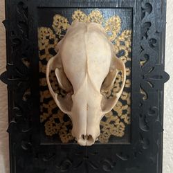 Animal skull art
